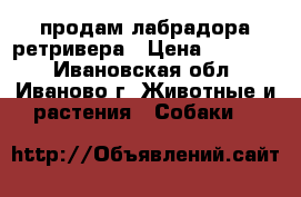 продам лабрадора ретривера › Цена ­ 10 000 - Ивановская обл., Иваново г. Животные и растения » Собаки   